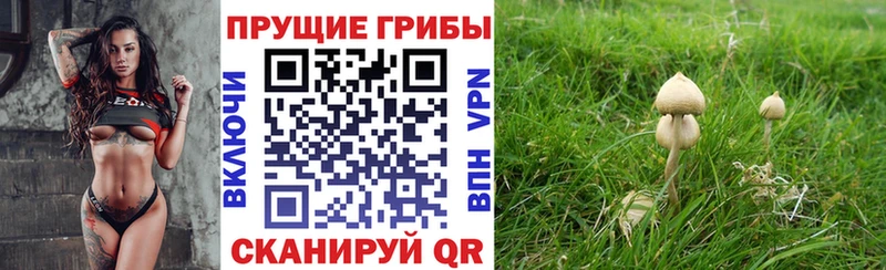 Галлюциногенные грибы Cubensis  Купить закладки  Усть-Лабинск 